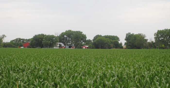 Corn field with barn in background