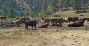 cattle grazing rangeland