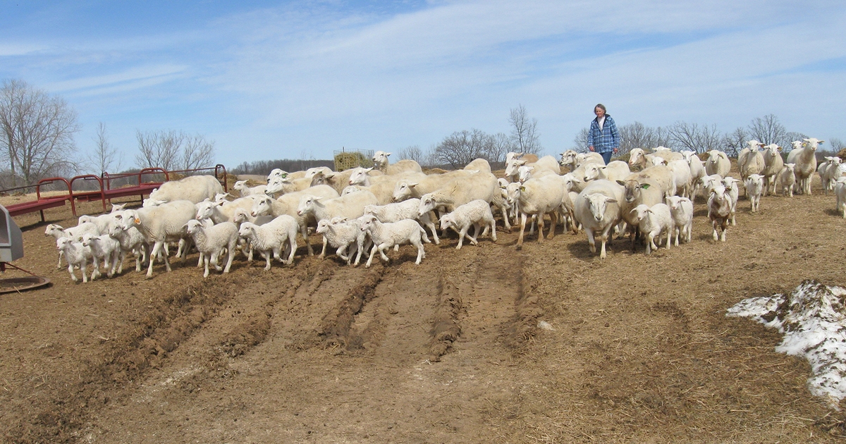 From lambing to retail, Croftland Farm does it all Farm Progress
