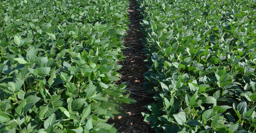 gap between soybean rows in field