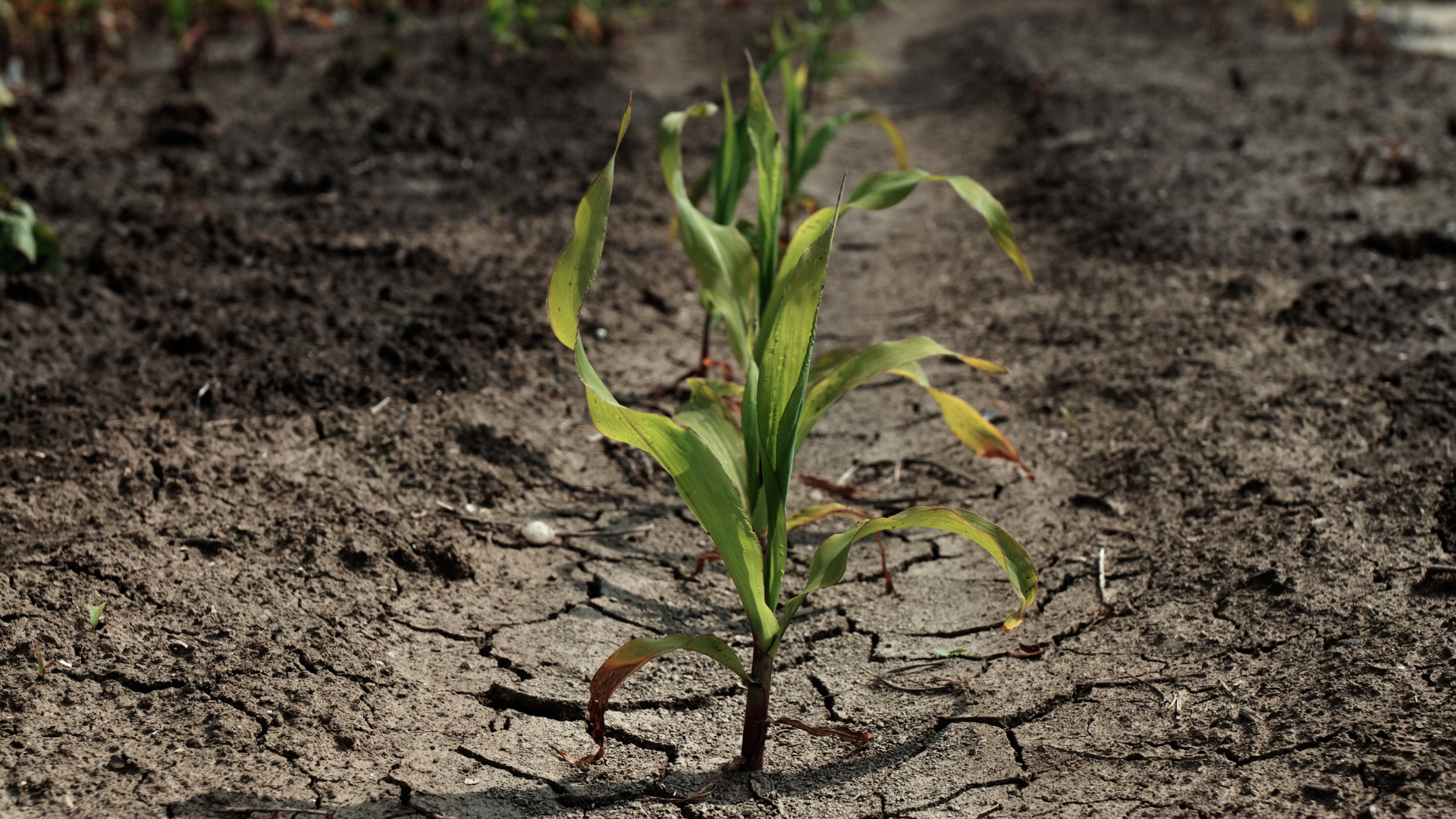 NuWay solution for drought stress.