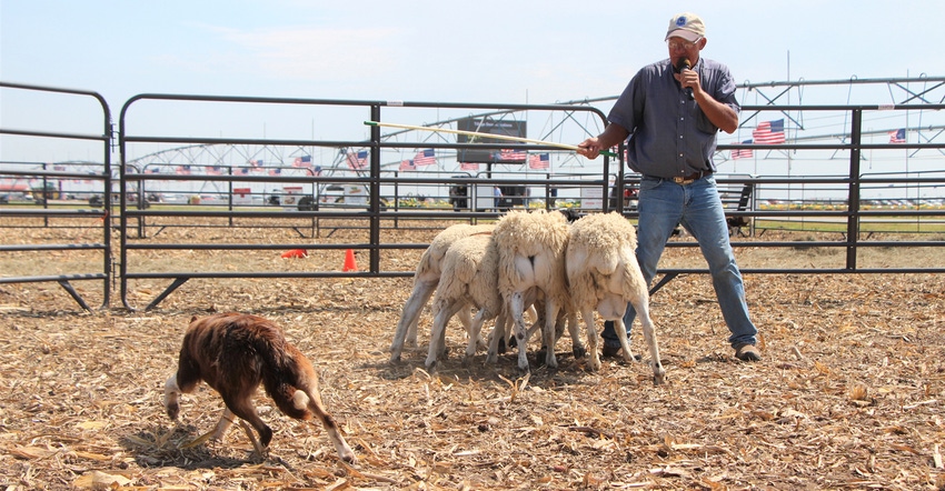 Border Collie Kat gathers up a set of sheep during Husker Harvest Days