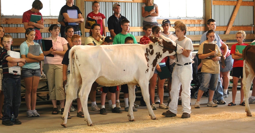 4-H kids observe steer in show ring