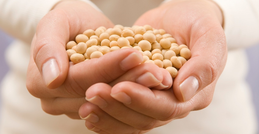 hands holding soybeans