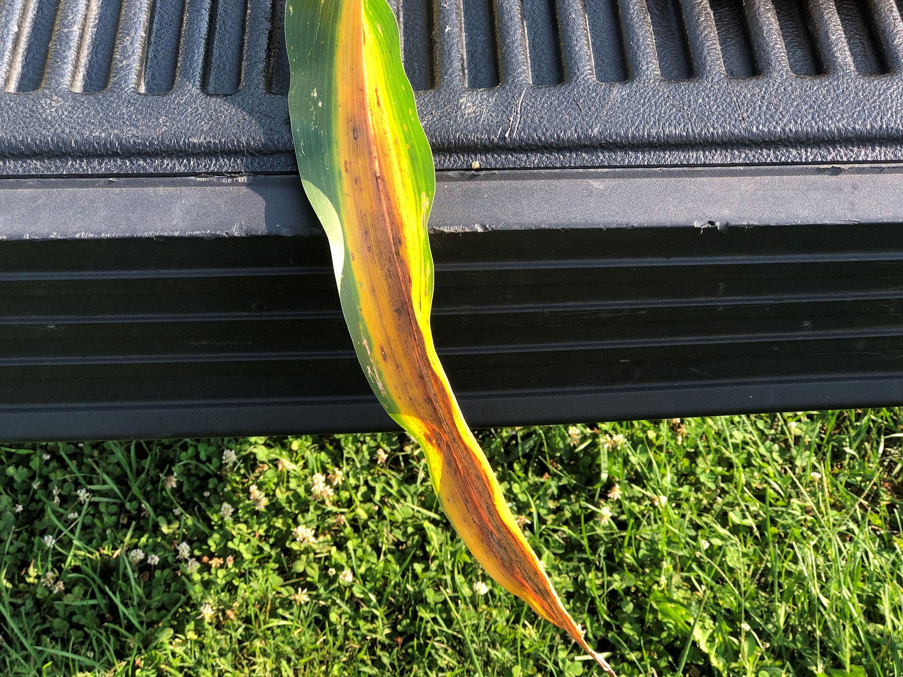 classic leaf firing symptoms on a corn leaf