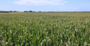 Corn field on the 75-acre farm in Brown County