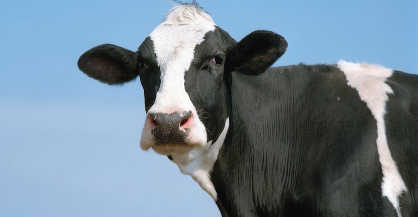 Closeup of a Holstein cow with a blue sky behind