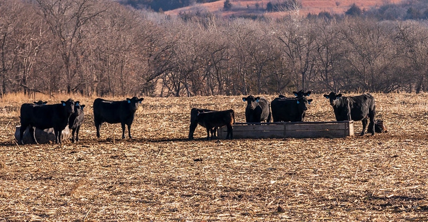 Cattle in field