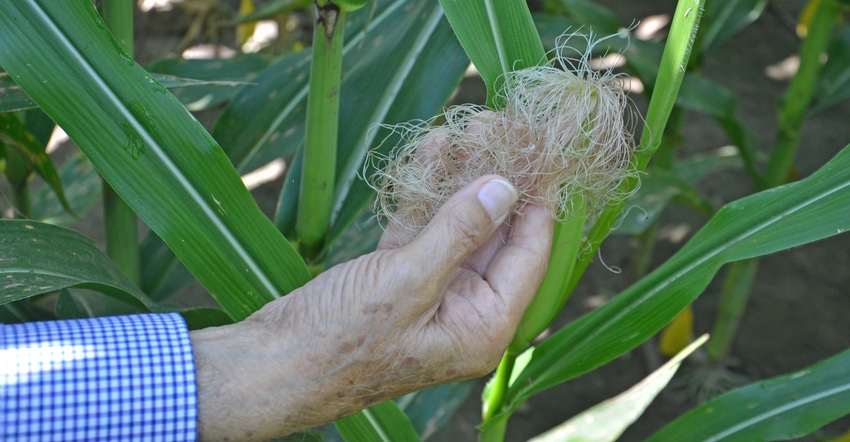 hand holding silks of corn plant still growing in field