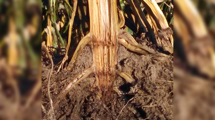 Crown rot: Will mysterious corn disease rob yield this year?