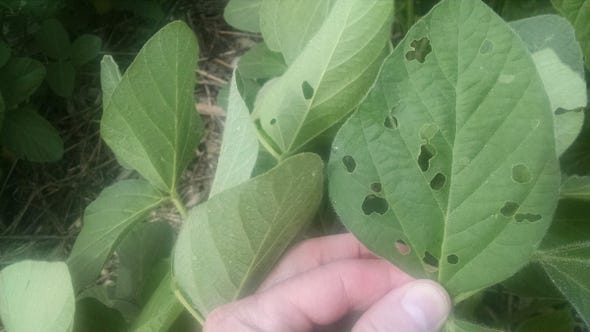 Soybean defoliation can be caused by many types of insects.