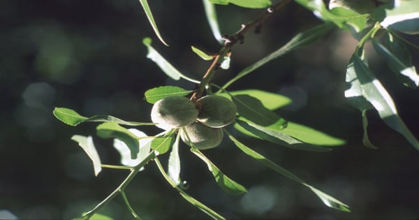Increasing potassium above 1.4 percent may not increase almond yield