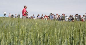 field day participants in wheat field