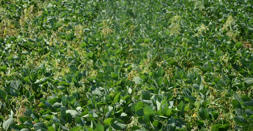 Weeds  mixed in with narrow rows of soybeans
