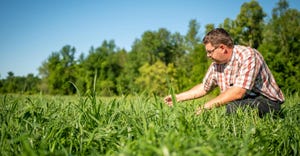 A man crouching down in a forage while examining the plants