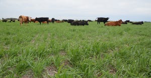 Cattle grazing in cover crops of cereal rye