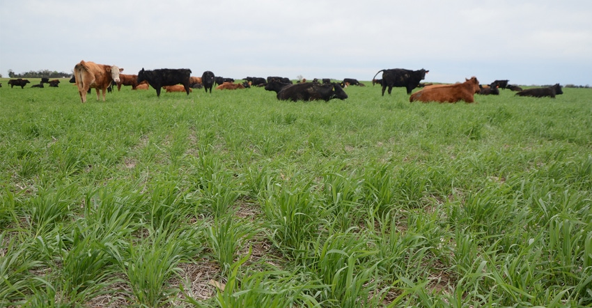 Cattle grazing in cover crops of cereal rye