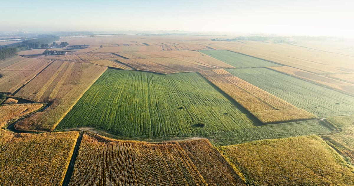 USDA Acreage report caps corn-vs.-beans guessing game