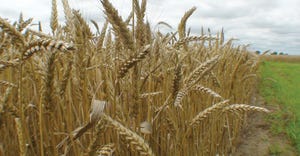 wheat-uark.jpg