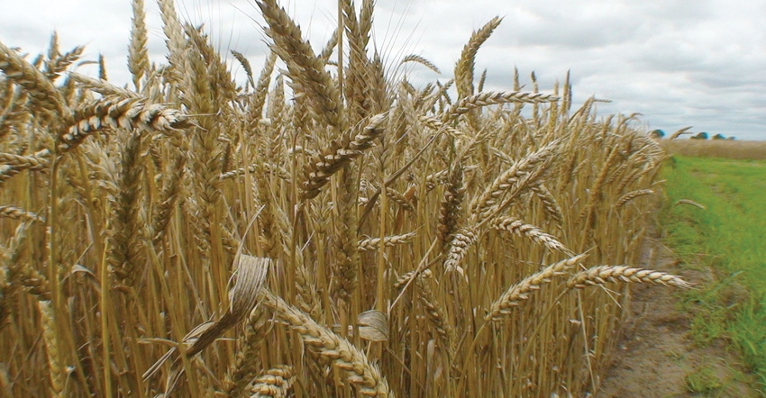 wheat-uark.jpg wheat-uark.jpg