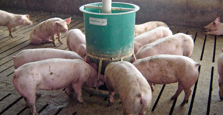 Hogs at feeder