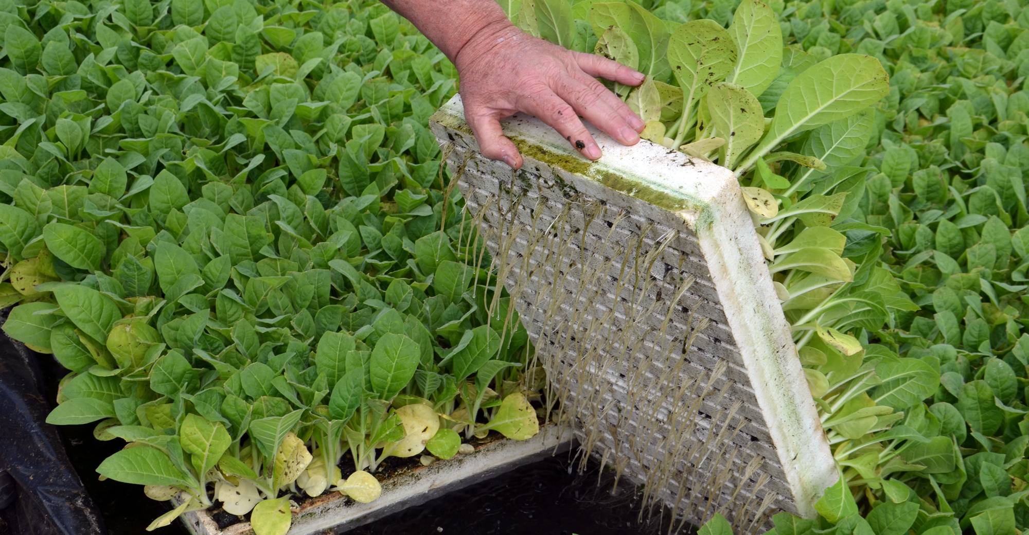 hydroponic tobacco Hoosier tobacco grower reviews how industry has changed