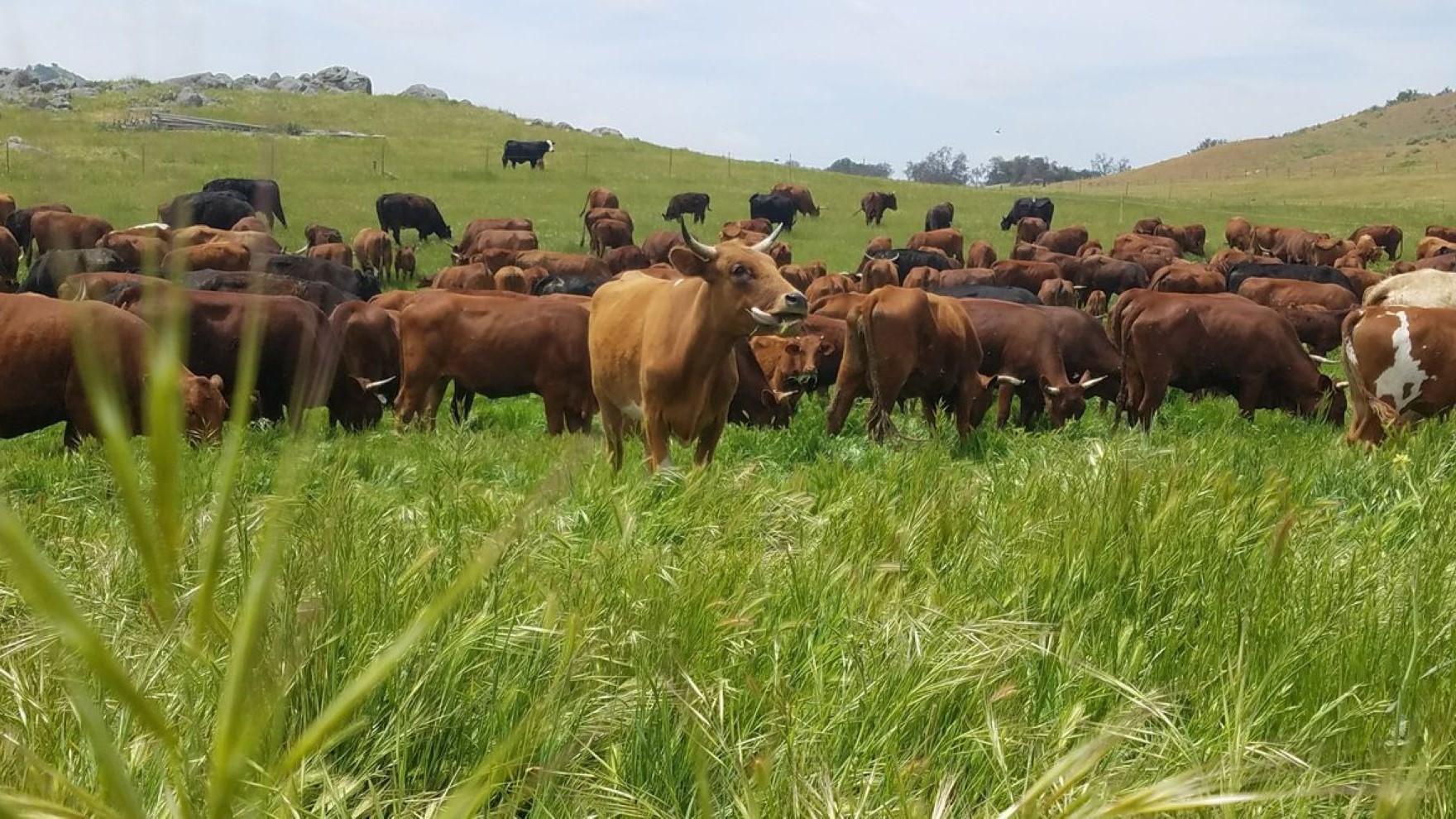 Barzona cattle: A unique and hardy breed - Vimarsana News