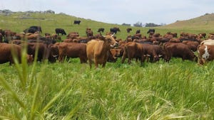 Barzona cattle