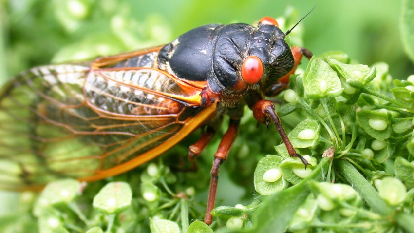 Close up of a cicada insect with large wings, a large black head and red beady eyes, sitting on a green plant.