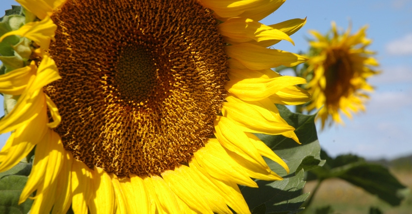Closeup of sunflower