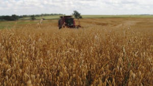 field of oats