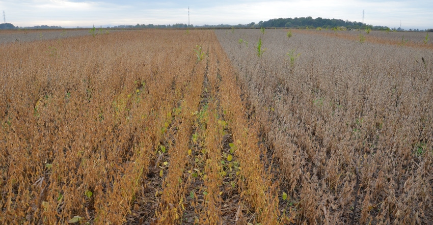 late-planted soybeans