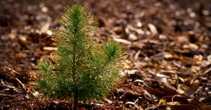 Pine Seedling in Forest