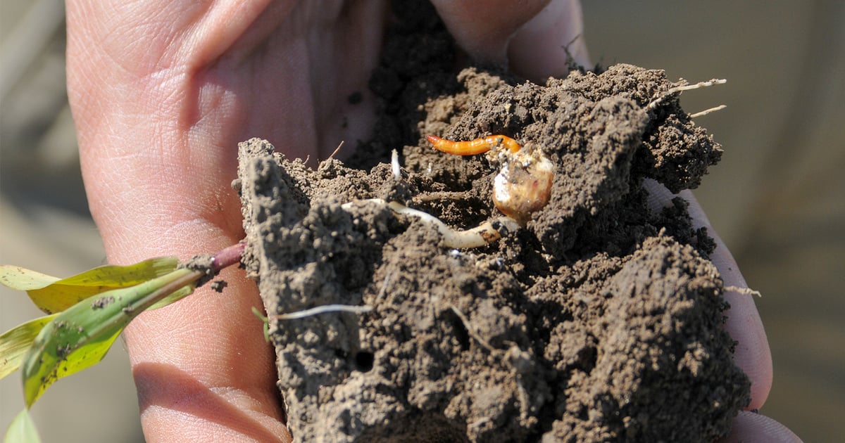 Seed-coated insecticides target more than corn rootworms