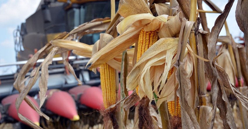 corn-ears-ron-smith-dfp.jpg corn-ears-ron-smith-dfp.jpg
