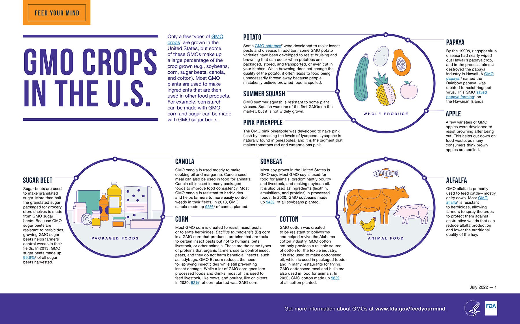 Infographic showing GMO crops grown in the United States