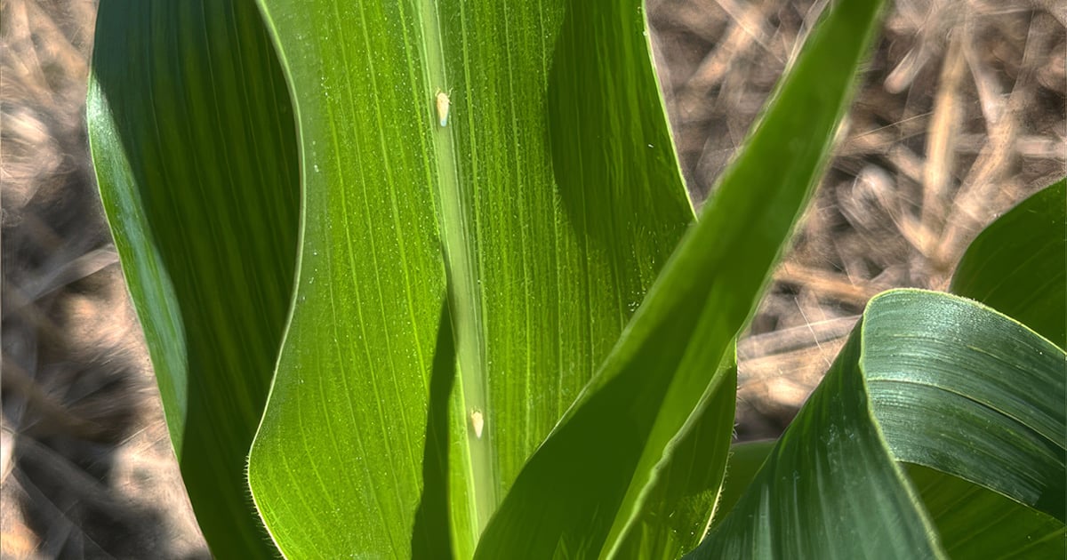 Corn leafhoppers arrive early: What you need to know