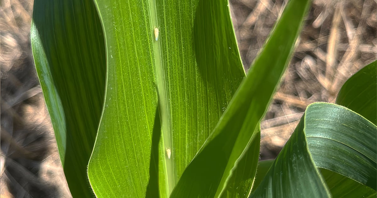 Corn leafhoppers arrive early: What you need to know