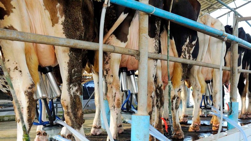 cows getting milked in parlor