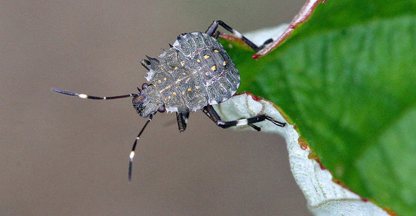 brown marmorated stink bug 