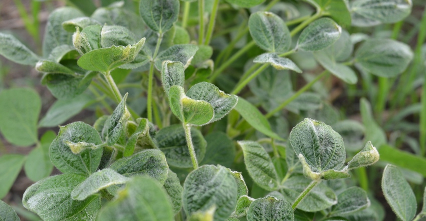 soybean plants showing signs of dicamba damage
