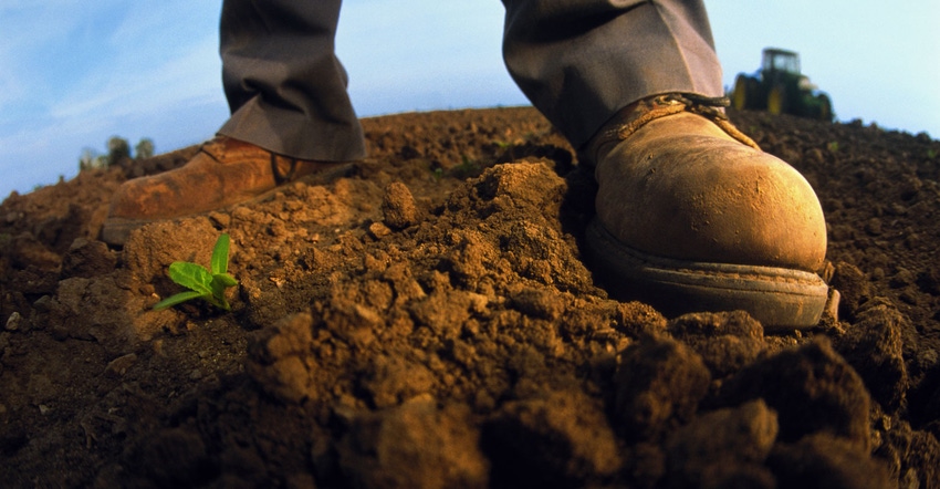 Farmer's boots beside young bean plant