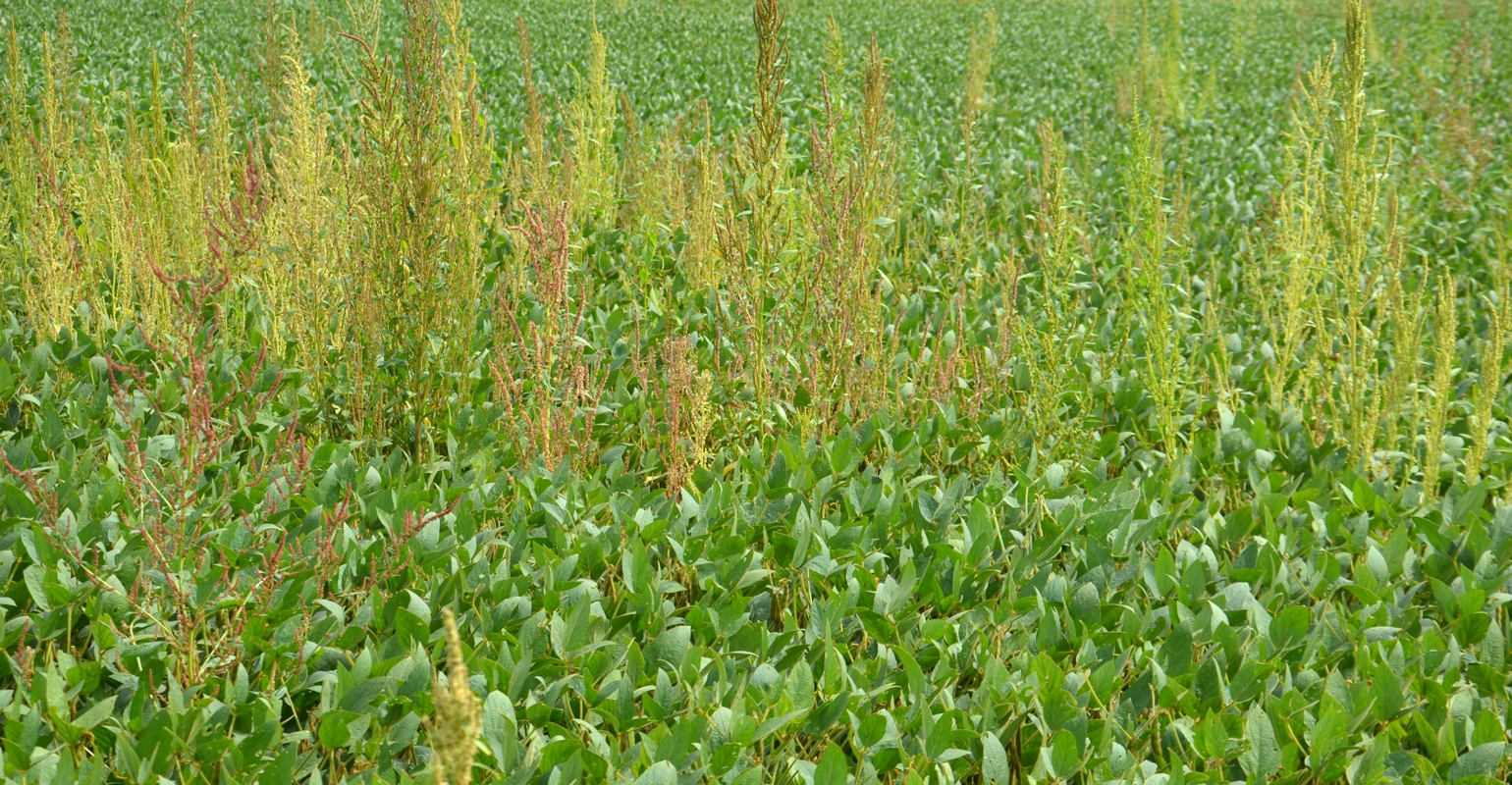 Fight Tall Waterhemp In Soybeans