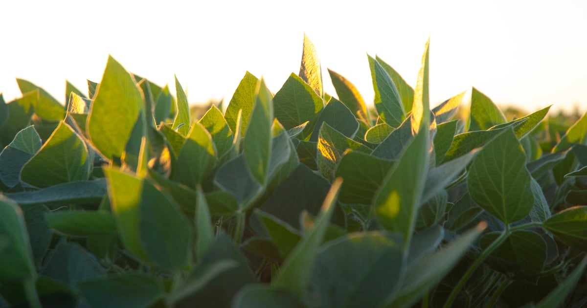 Will stable Iowa land values continue? Watch these 3 factors