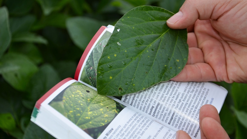 Checking a soybean leaf against a pest and disease guidebook for downy mildew