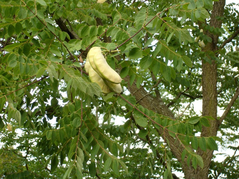 Yellow bean pods hanging in a tree