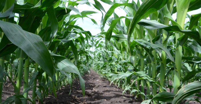 corn plants shows a nearly picket-fence stand