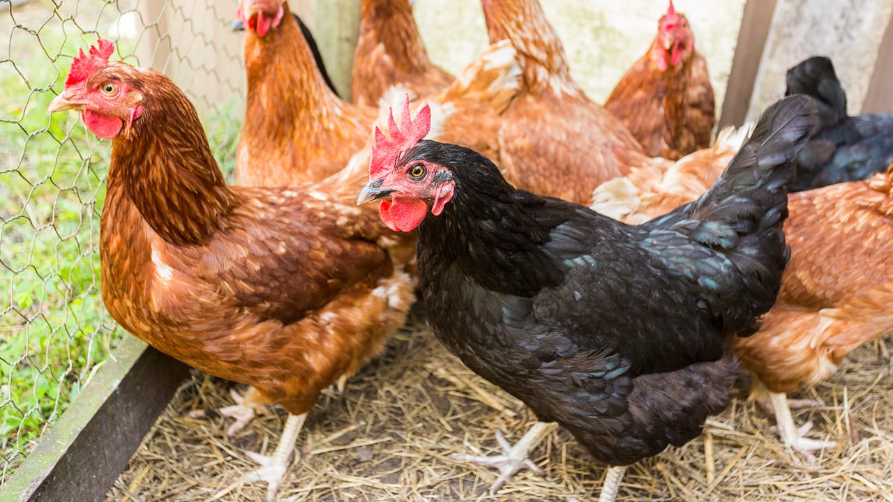 The rise and fall of U.S. chicken feet in China
