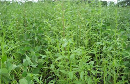 residual_herbicides_are_important_tools_battling_hard_control_weeds_2_635664531138436120.jpg