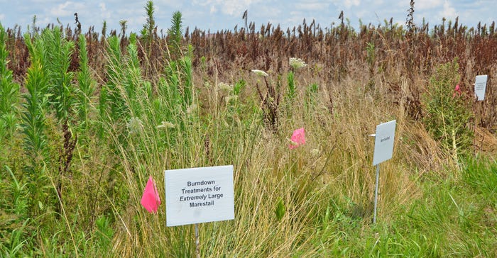 marestail took over a small plot of land 
